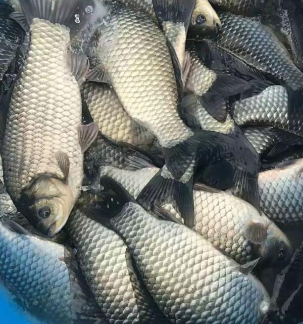 10种顶级抗衰老食物,花青素含量最高食物