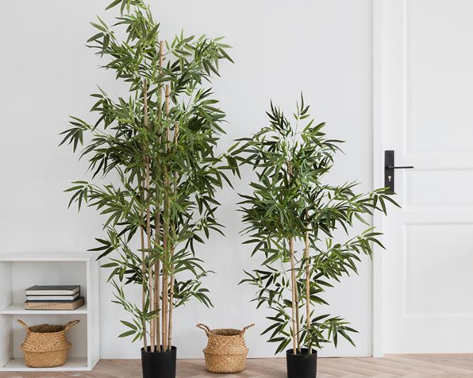 门前屋后种竹子好不好,门前屋后种竹子有什么讲究吗