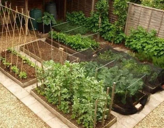 为什么院子里不能种菜，十种不需要阳光的蔬菜