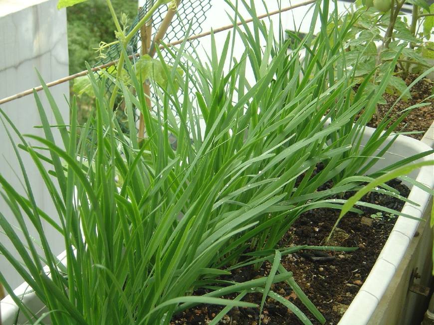 十种最适合阳台蔬菜,阳台适合种什么蔬菜