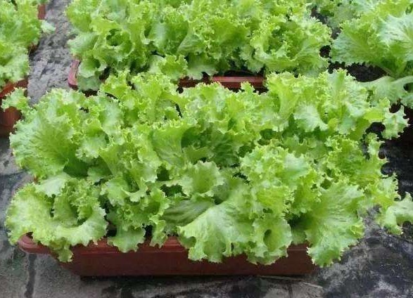 十种最适合阳台蔬菜,阳台适合种什么蔬菜