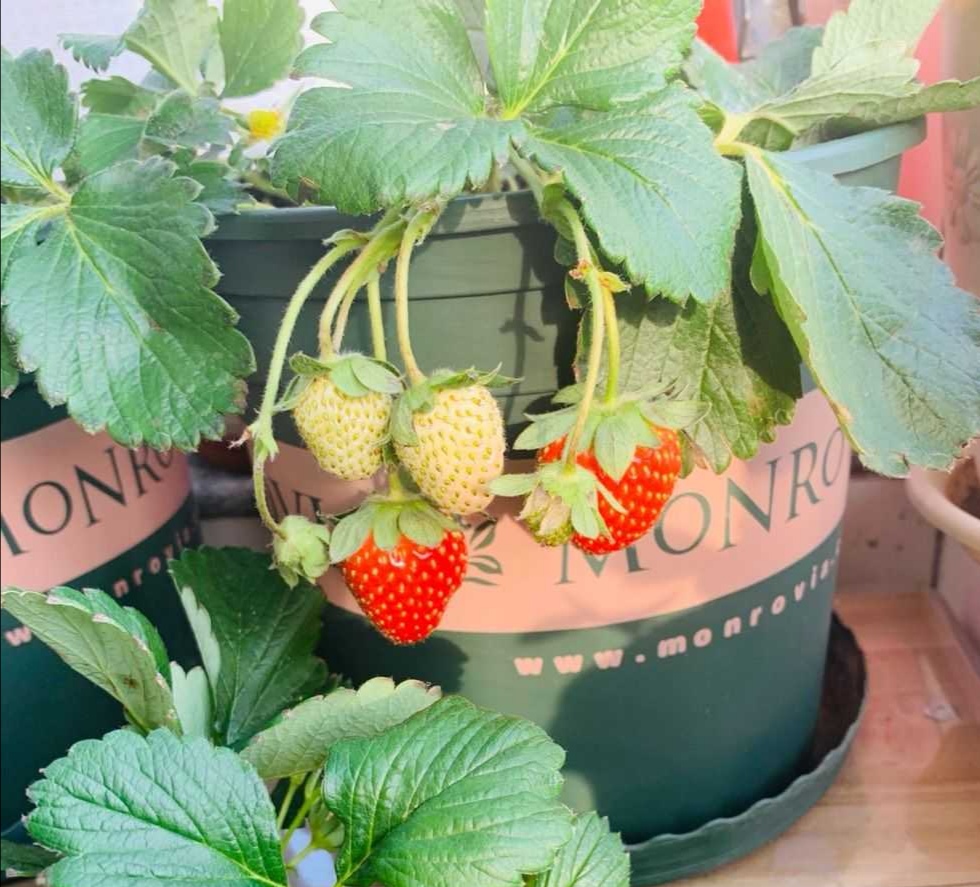 十种最适合阳台蔬菜,阳台适合种什么蔬菜