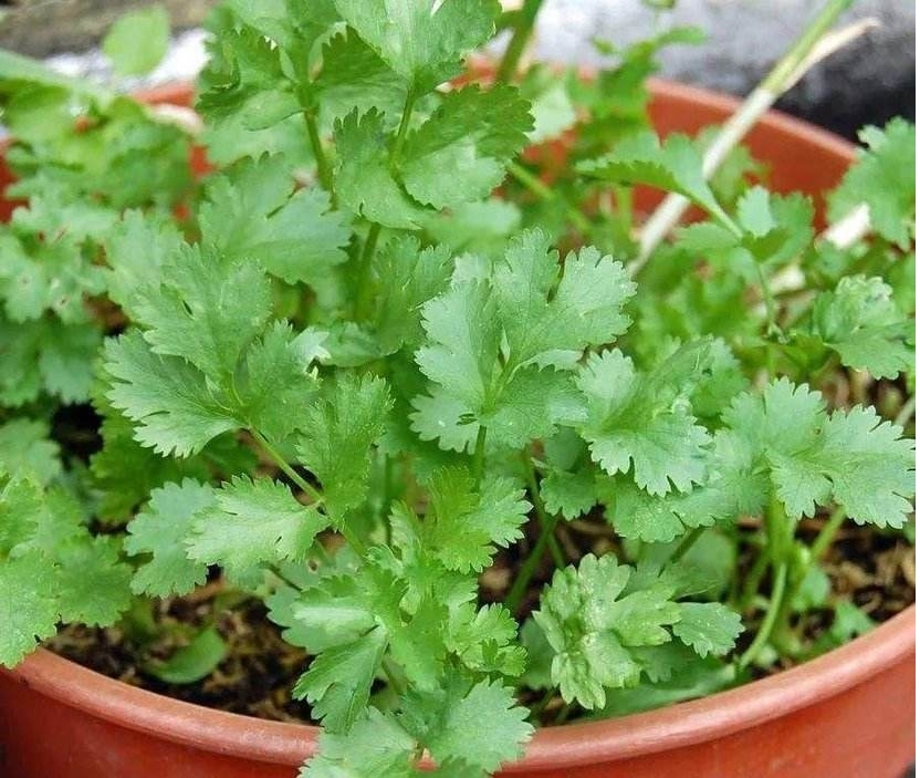 十种最适合阳台蔬菜,阳台适合种什么蔬菜