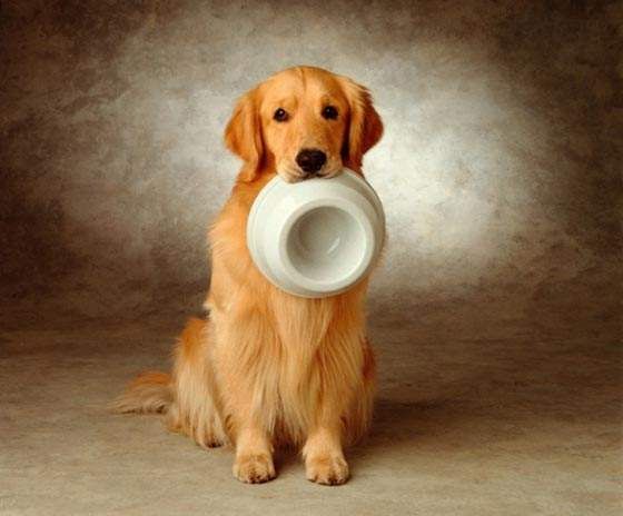 狗狗认定主人的征兆，狗狗吃狗粮好还是吃饭好