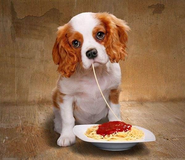 狗狗认定主人的征兆，狗狗吃狗粮好还是吃饭好