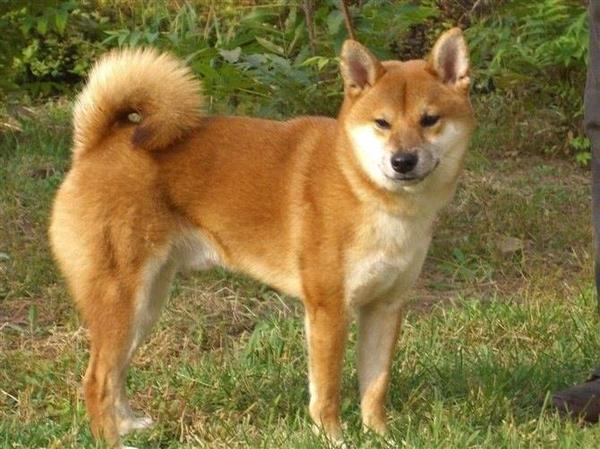 哈希娱乐- 哈希游戏平台- 哈希游戏官方网站2026杭州市养狗最新规定时间（早晚遛狗时间）