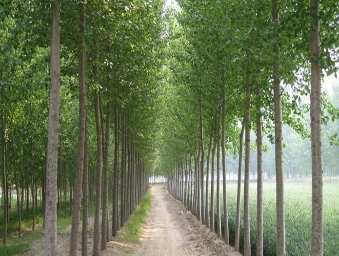 门前不能栽的三种树,门前栽什么树最好