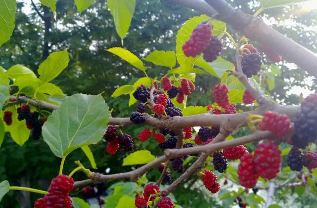 门前不能栽的三种树,门前栽什么树最好