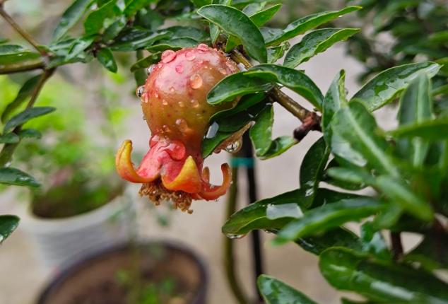 门前不能栽的三种树,门前栽什么树最好