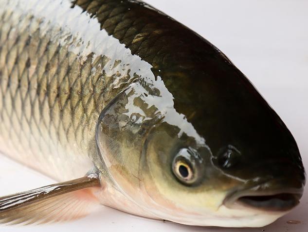 女性常吃什么鱼好,女生吃什么鱼对身体最有好处