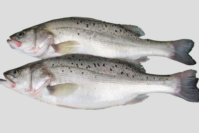 女性常吃什么鱼好,女生吃什么鱼对身体最有好处