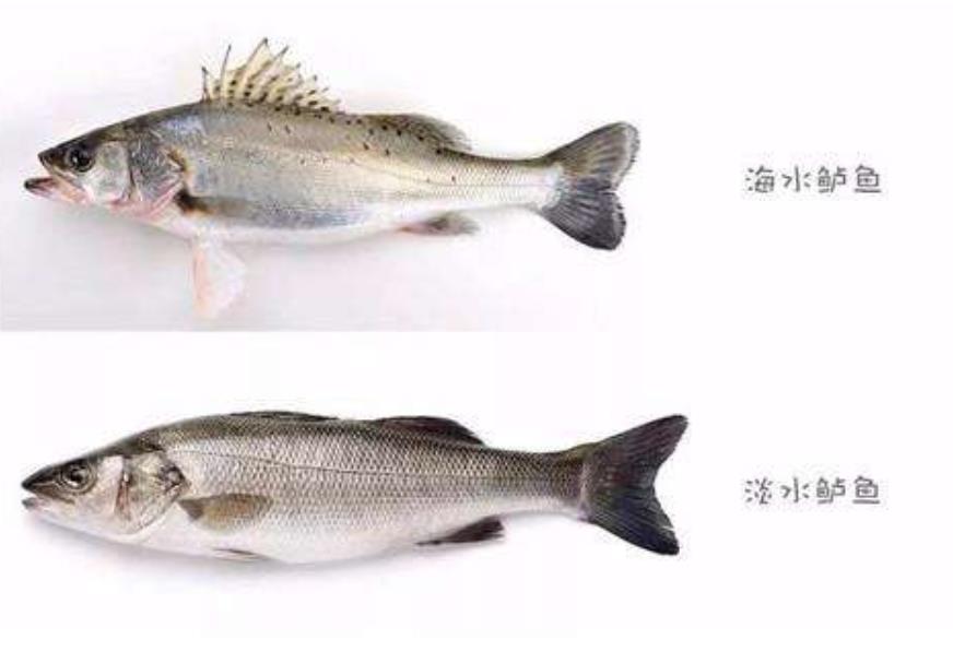 海鲈鱼与河鲈鱼区别,淡水鲈鱼和海鲈鱼的营养价值