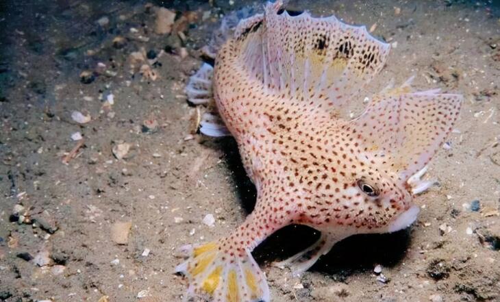 世界上真正的怪鱼图片世界