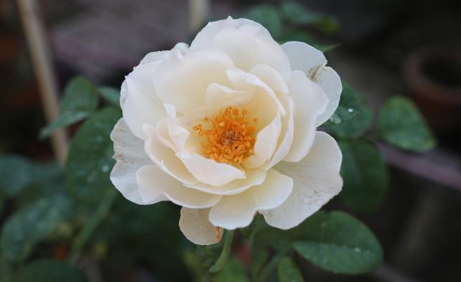 运气不好常念三句话，运气不好时怎么化解