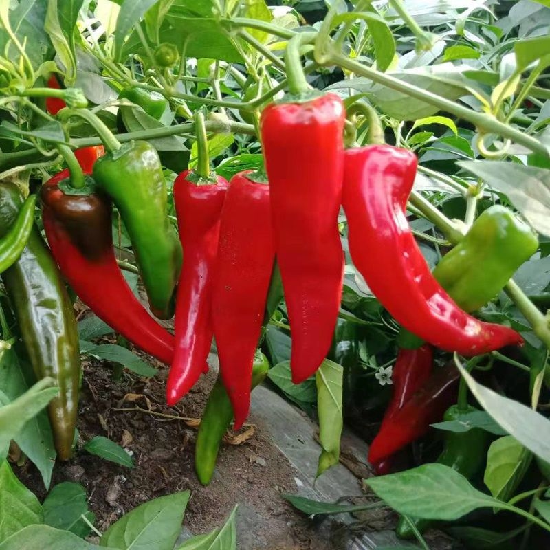 立春以后适合种的蔬菜,过完年种什么菜比较合适