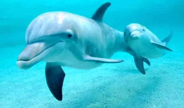 为啥海豚喜欢亲近人类，海豚眼里人类长什么样