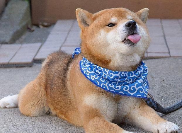 柴犬承认你是主人表现,柴犬和秋田犬的区别