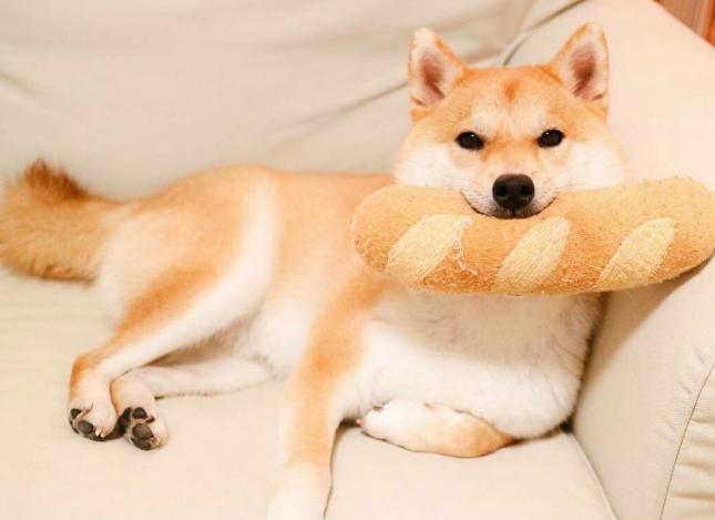 柴犬承认你是主人表现,柴犬和秋田犬的区别