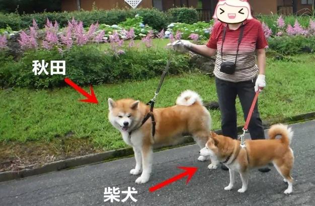 柴犬承认你是主人表现,柴犬和秋田犬的区别