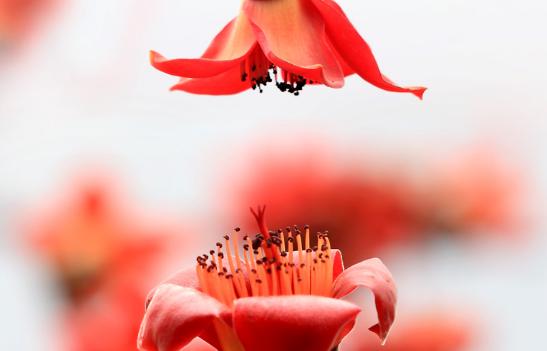 立春后煲些什么汤最好,立春后煲什么汤可以祛湿