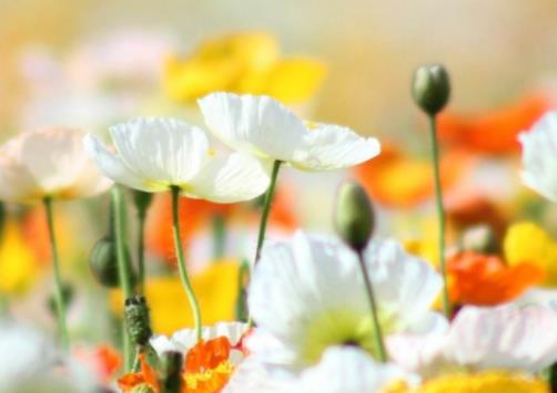 婆婆不好相处要分手么，相亲谈多久适合定亲