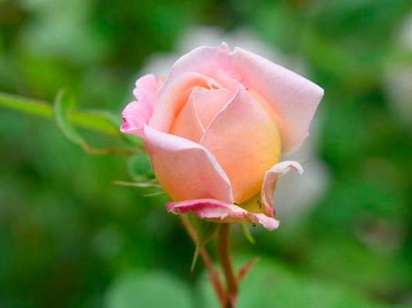 相亲后微信怎么聊天，相亲后一般几天内联系