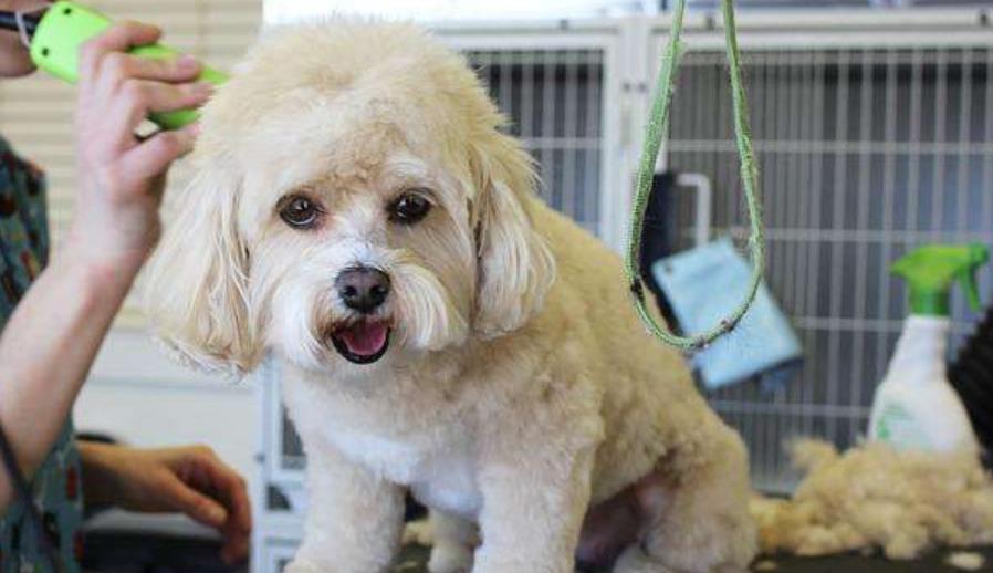 新手养狗入门必备攻略,新手养狗适合养什么狗