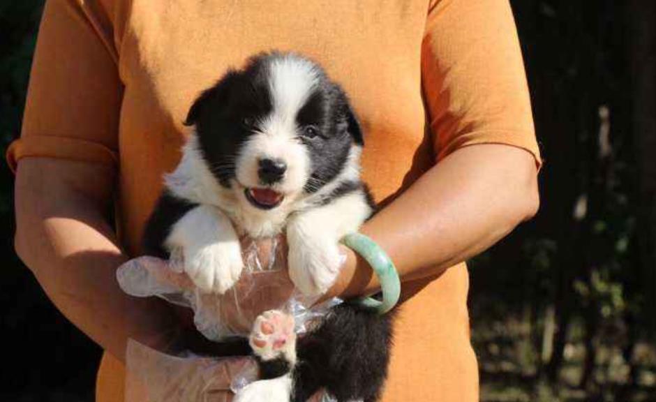 新手养狗入门必备攻略,新手养狗适合养什么狗