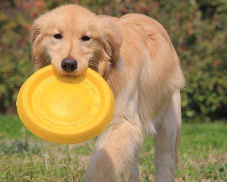 新手养狗入门必备攻略,新手养狗适合养什么狗