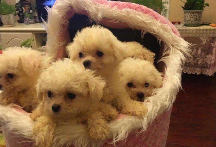 新手养狗入门必备攻略,新手养狗适合养什么狗