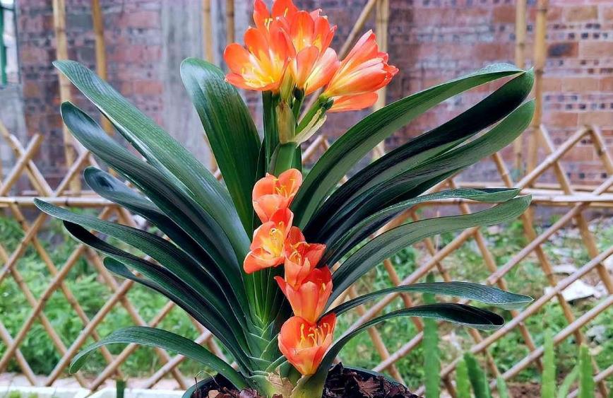 君子兰旺什么属相,什么属相适合养君子兰