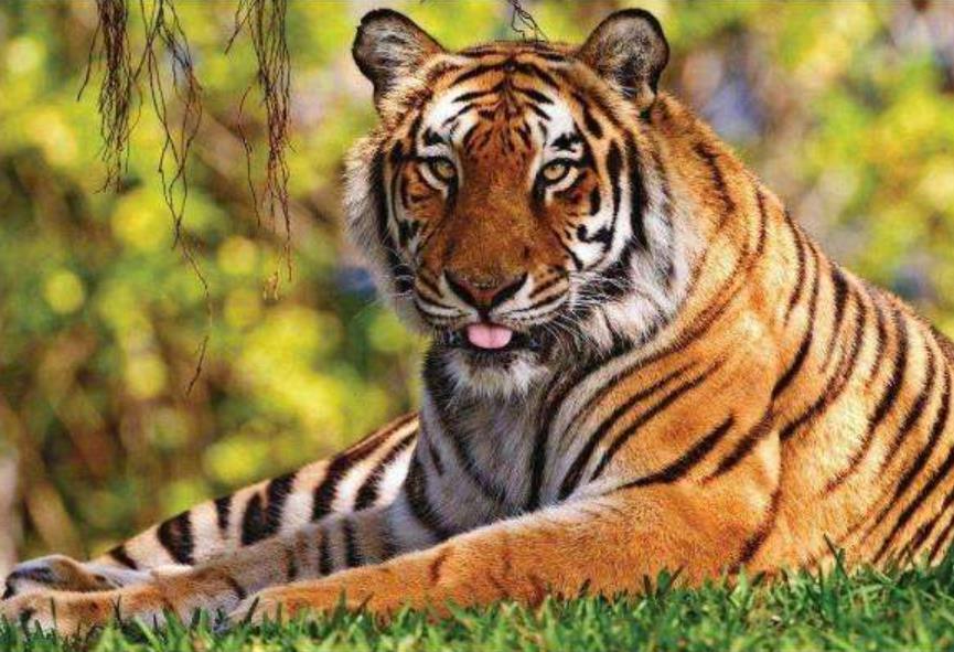 君子兰旺什么属相,什么属相适合养君子兰