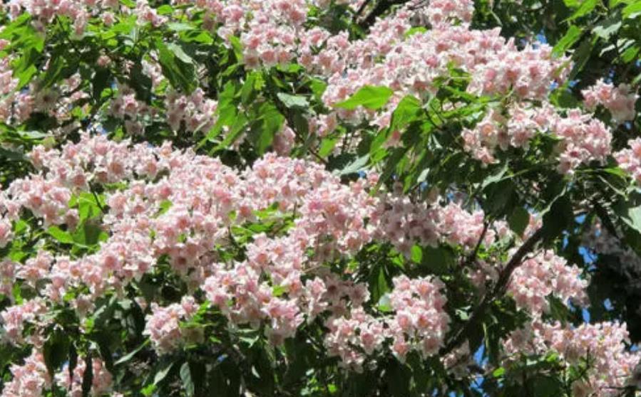 最好养的木本花卉,木质花卉有哪些品种