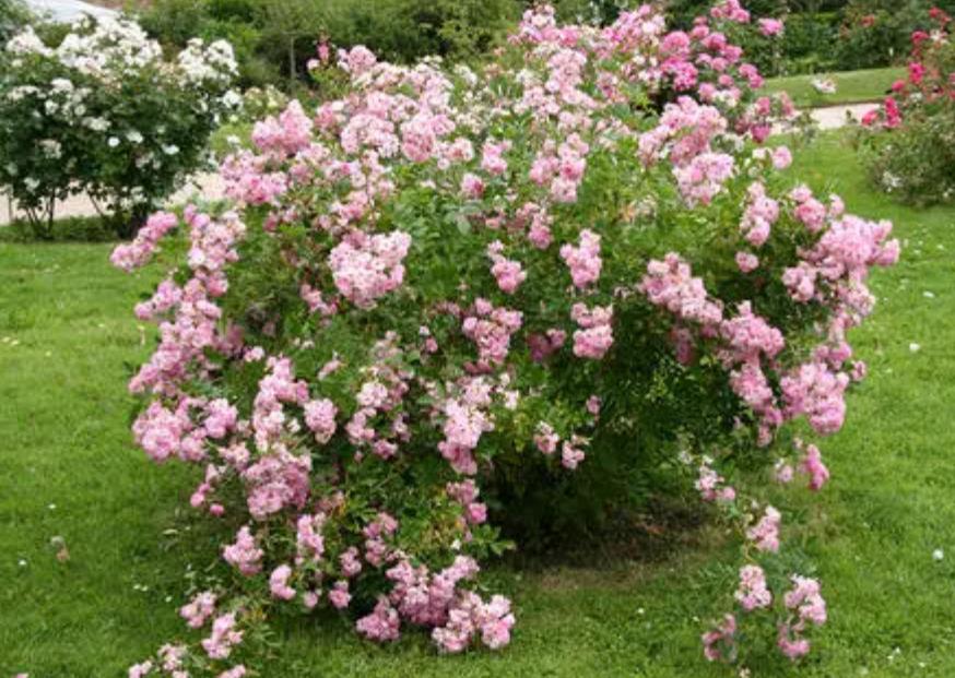 最好养的木本花卉,木质花卉有哪些品种