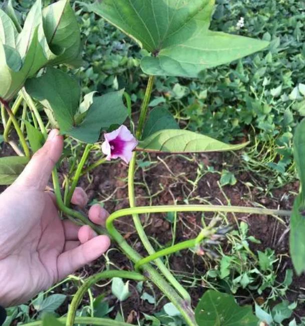 地瓜开花代表运气如何,红薯开花是白天还是晚上