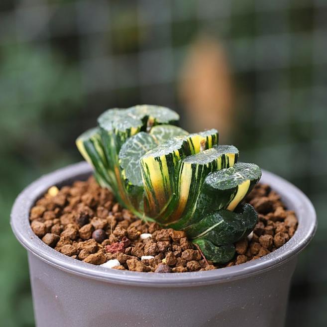 麦秆多肉和女王多肉的区别,麦秆多肉哪个品种最好