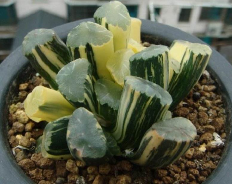 麦秆多肉和女王多肉的区别,麦秆多肉哪个品种最好