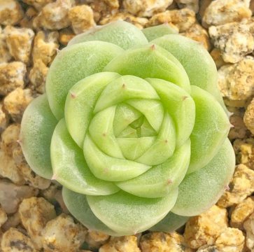 麦秆多肉和女王多肉的区别，麦秆多肉哪个品种最好