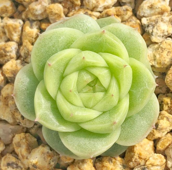 麦秆多肉和女王多肉的区别,麦秆多肉哪个品种最好