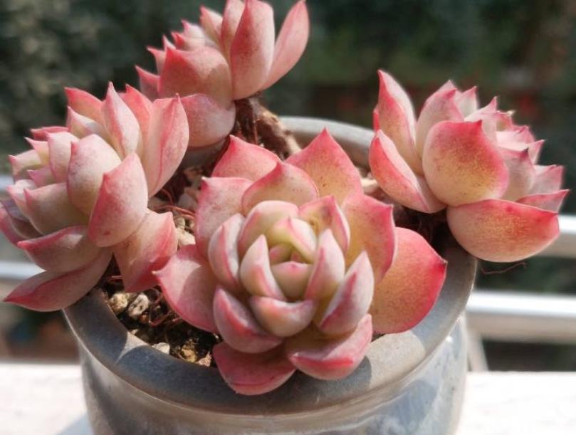 麦秆多肉和女王多肉的区别,麦秆多肉哪个品种最好