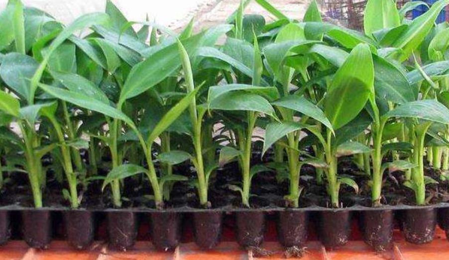 香蕉皮埋土里能长苗吗，整个香蕉埋土里可以发芽吗