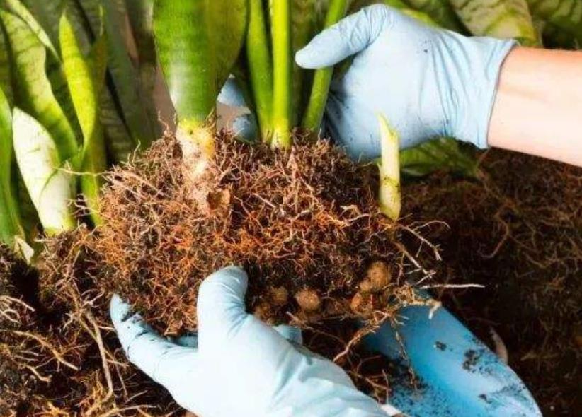 香蕉皮埋土里能长苗吗，整个香蕉埋土里可以发芽吗