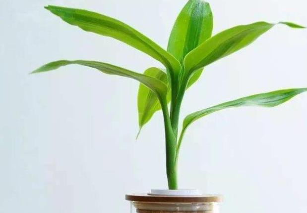 富贵竹1到10枝什么寓意，富贵竹一般插几枝吉利