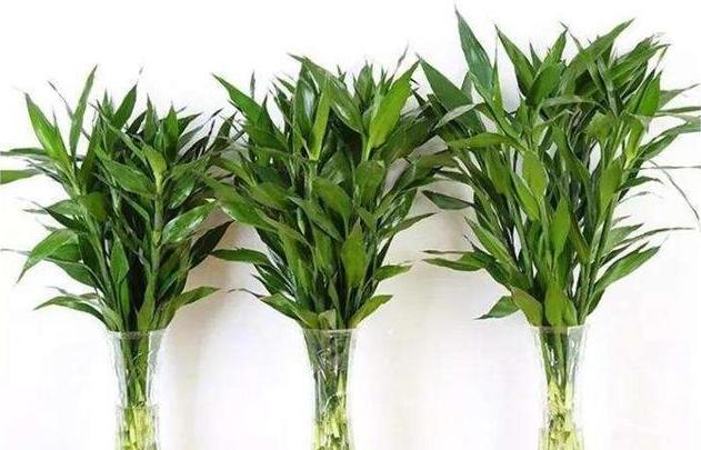 富贵竹1到10枝什么寓意，富贵竹一般插几枝吉利