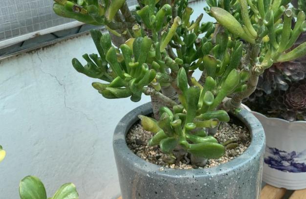 马蹄木绿植怎么养,马蹄木家里能养吗