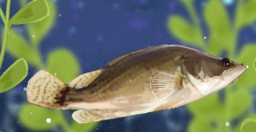 桂鱼与鳜鱼的区别，桂鱼是海鱼还是淡水鱼