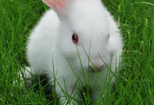 兔子为什么不能洗澡，兔子为什么不能吃露水草