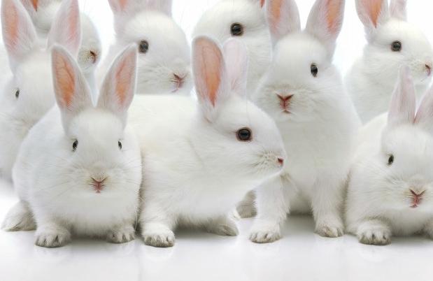 兔子为什么不能洗澡，兔子为什么不能吃露水草