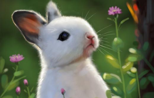 兔子为什么不能洗澡，兔子为什么不能吃露水草