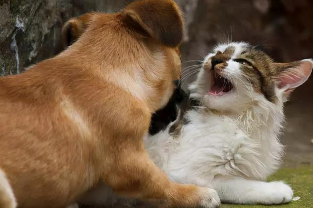 猫为什么跟狗水火不容,狗来穷猫来富是什么说法